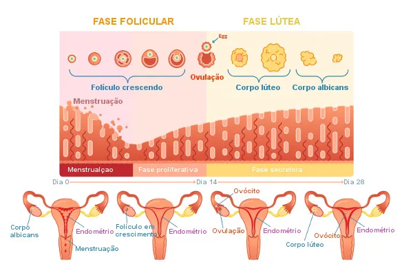 As fases do ciclo menstrual