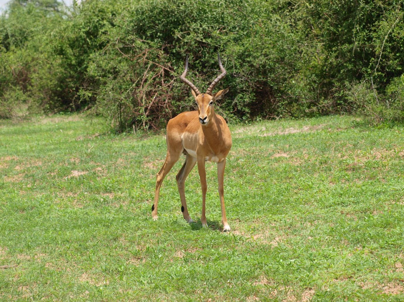 A deer standing in a grassy area

Description automatically generated with low confidence