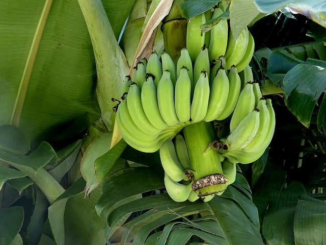 Raw Banana