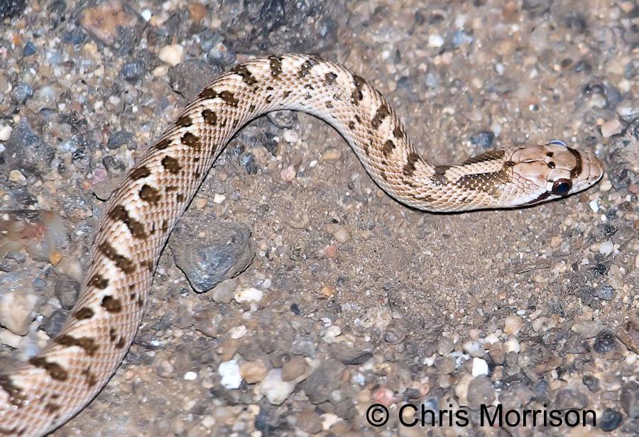 Image result for arizona glossy snake