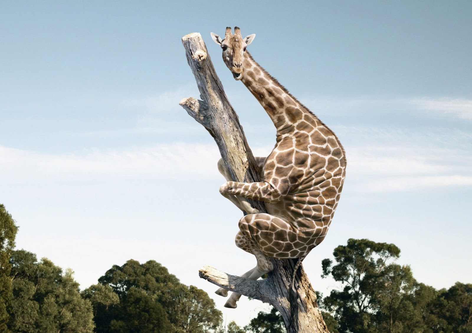 Giraffe holding on brown tree branch illustration HD wallpaper | Wallpaper  Flare