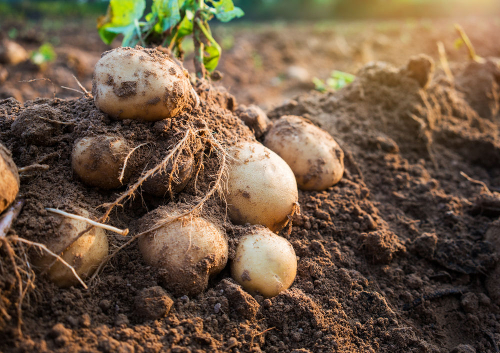 pestovanie zemiakov
