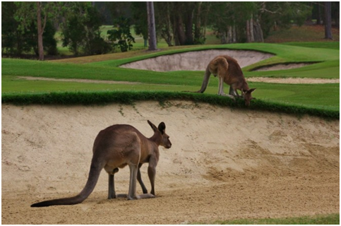 Bush Golf Courses