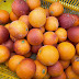 ブラッドオレンジ収穫