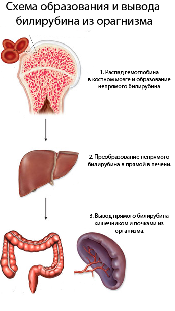 Определение общего билирубина в сыворотке крови в Санкт-Петербурге