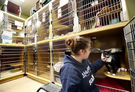 Animal shelters face tough times in coronavirus outbreak. Your help may be  their cure. - nj.com