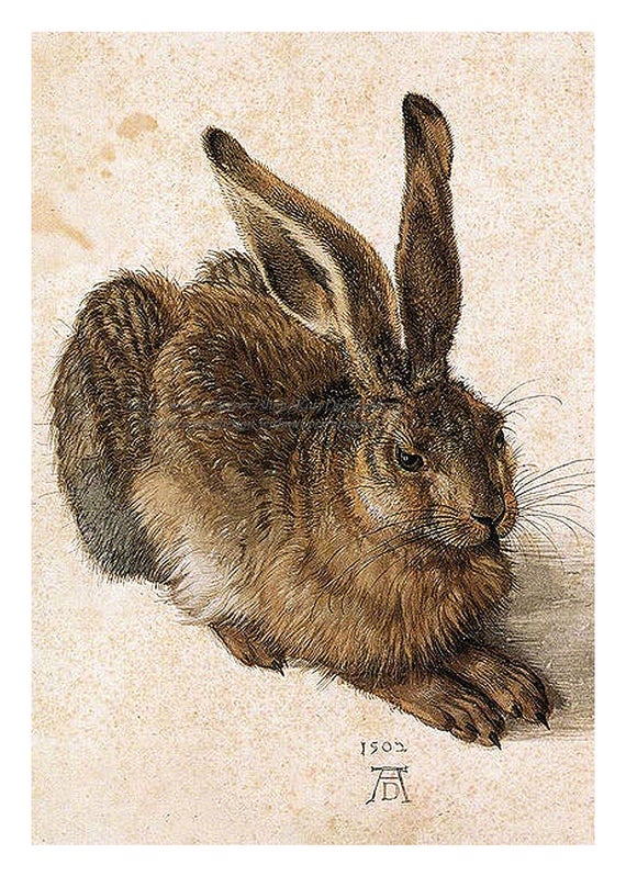 Image result for albrecht durer rabbit