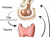 WA. 0812-9318-5185 | JUAL Human TSH (Thyroid Stimulating Hormone) ELISA Kit