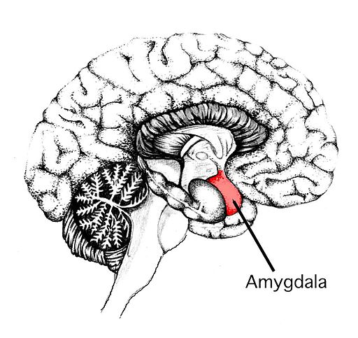 Hình ảnh hạch nhân trong vỏ não