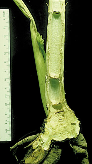 Water hemlock hollow stem with horizontal partitions