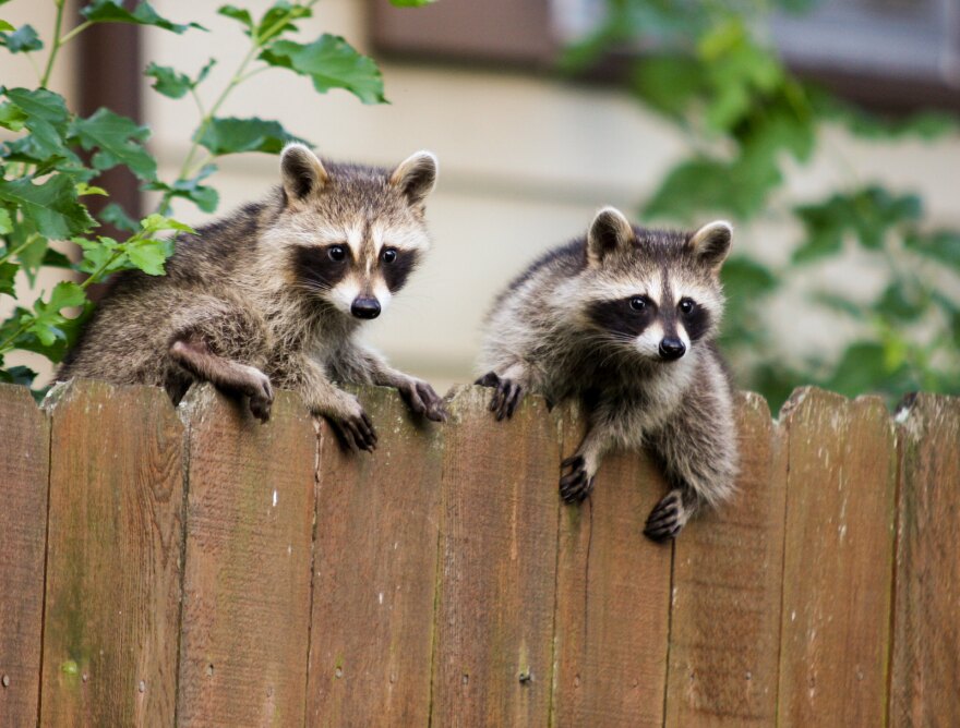 What Attracts Raccoons To Your Yard