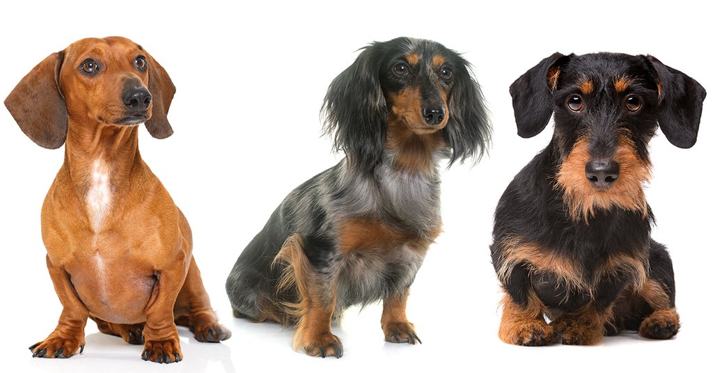 Buy Dachshund Puppies & Dogs with Australia's No.1 Site | Pups4Sale