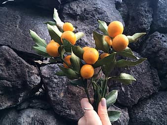 https://p0.pikist.com/photos/797/715/kumquat-kkingkkang-factory-thumbnail.jpg