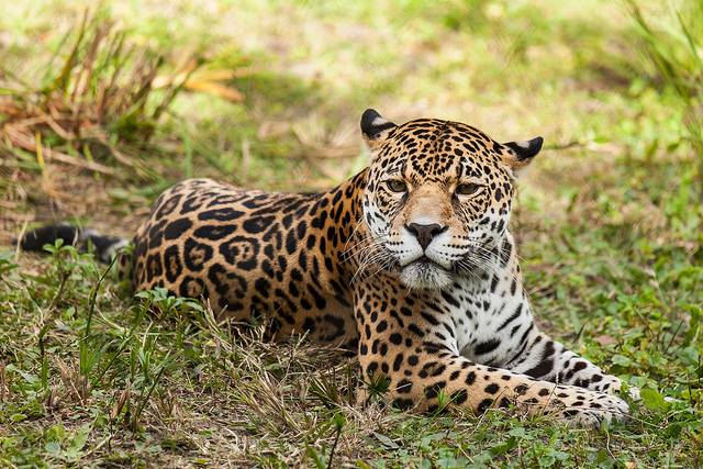jaguar in the Jacksonville Zoo