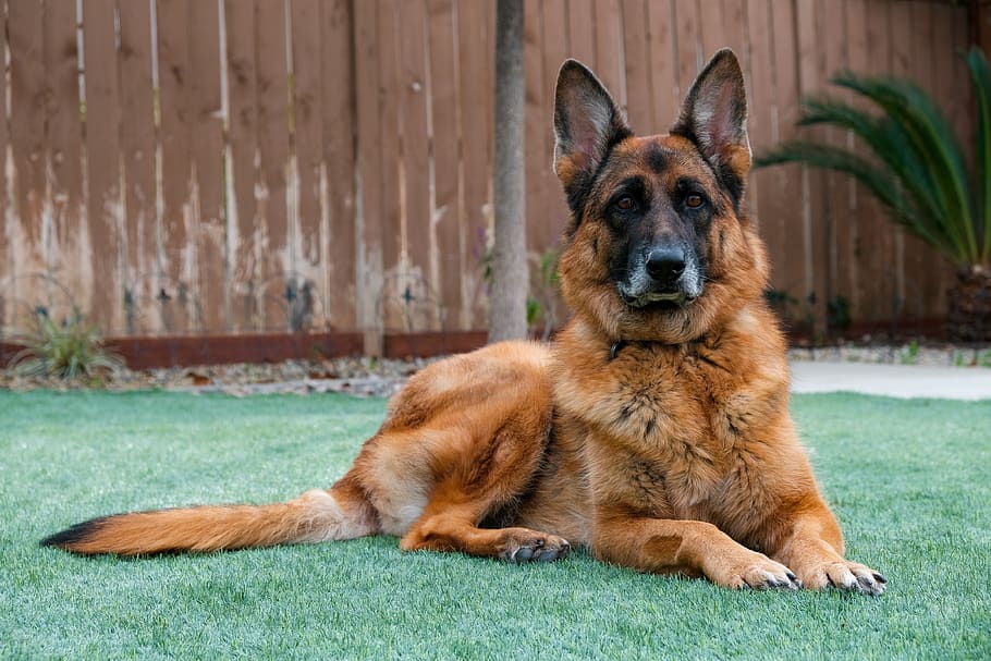 German Shepherd Dachshund Mix - Everything You Need To Know