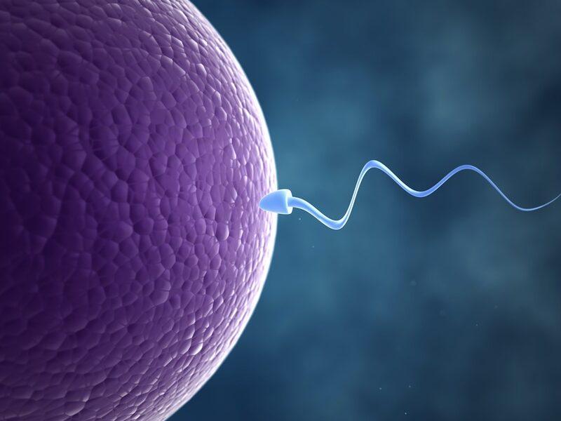 Dropping Male Fertility Rates