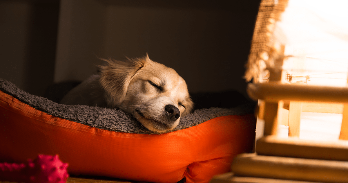 puppy asleep in red bed