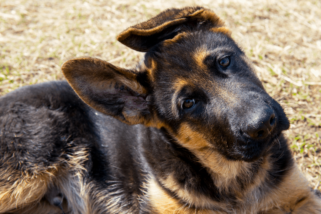 Cachorro de pastor alemán con orejas caídas