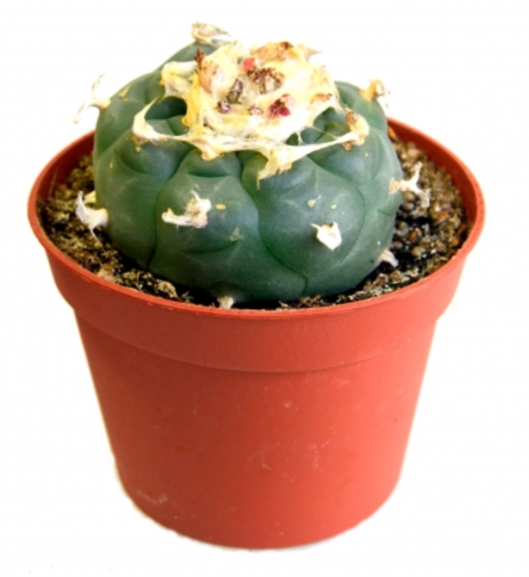 A cactus in a pot

Description automatically generated