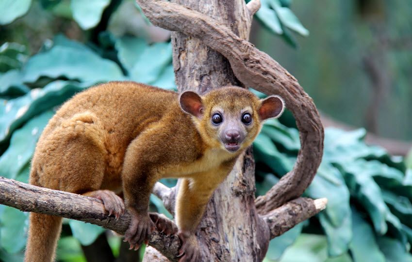 Kinkajou