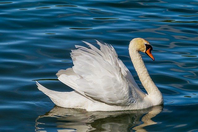 Swan bird name in hindi