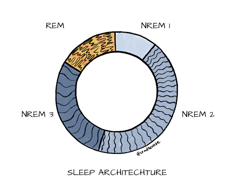 A visual representation of our sleep architecture