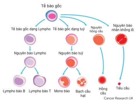 tế bào máu - đơn vị hệ tuần hoàn
