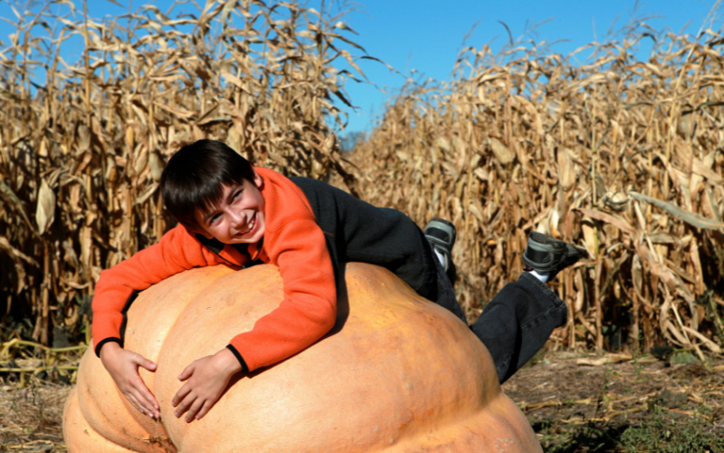 the giant mystery pumpkin picture prompt