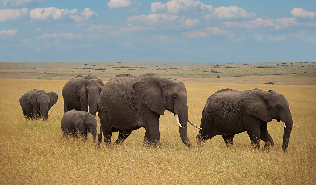 The Big Five and Beyond Iconic Safari Wildlife