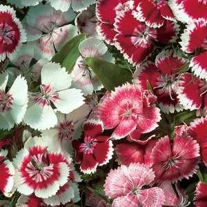 Image result for sweet william wee willie