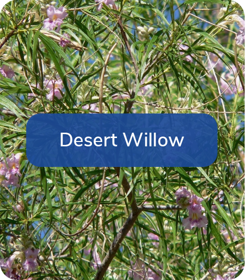 desert willow