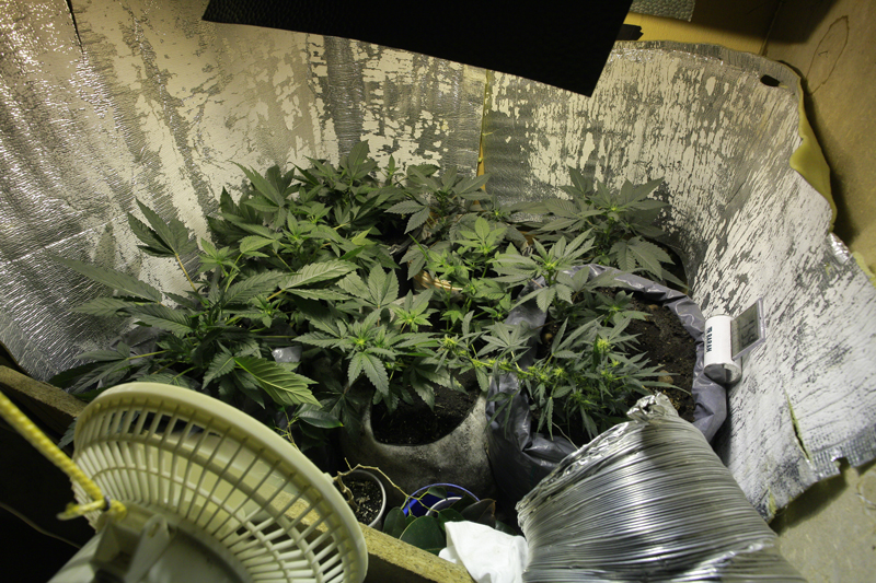 Makeshift grow rooms can yield high-quality plants with the right seeds, lights, grow medium, and ventilation.