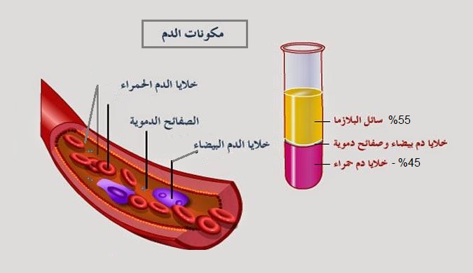 ما هي مكونات الدم؟ وما هى وظيفة كل من خلايا الدم والبلازما والهيموجلوبين ؟ -