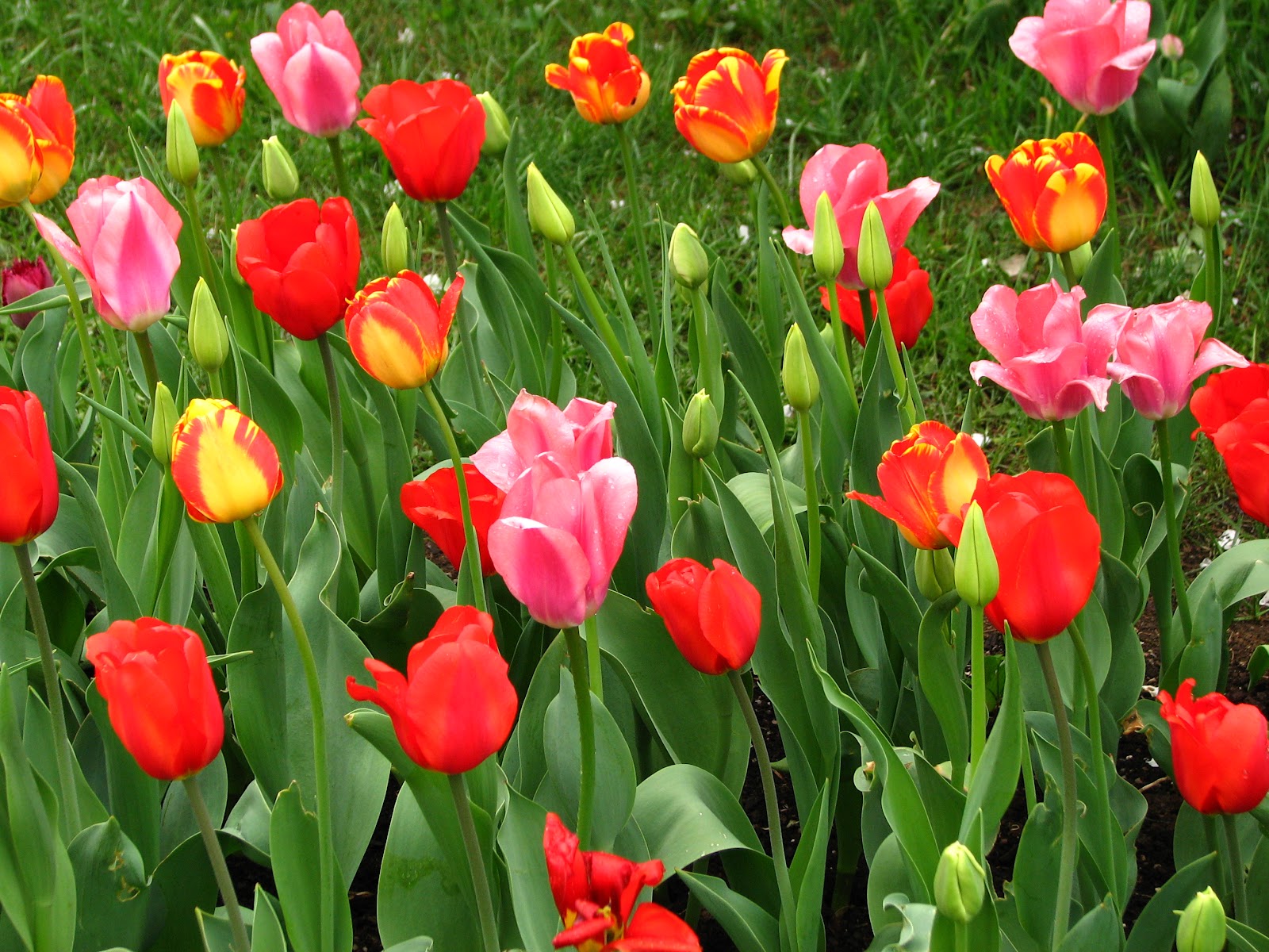 File:Spring border from tulips