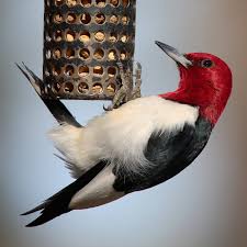 Image result for hanging cage of suet