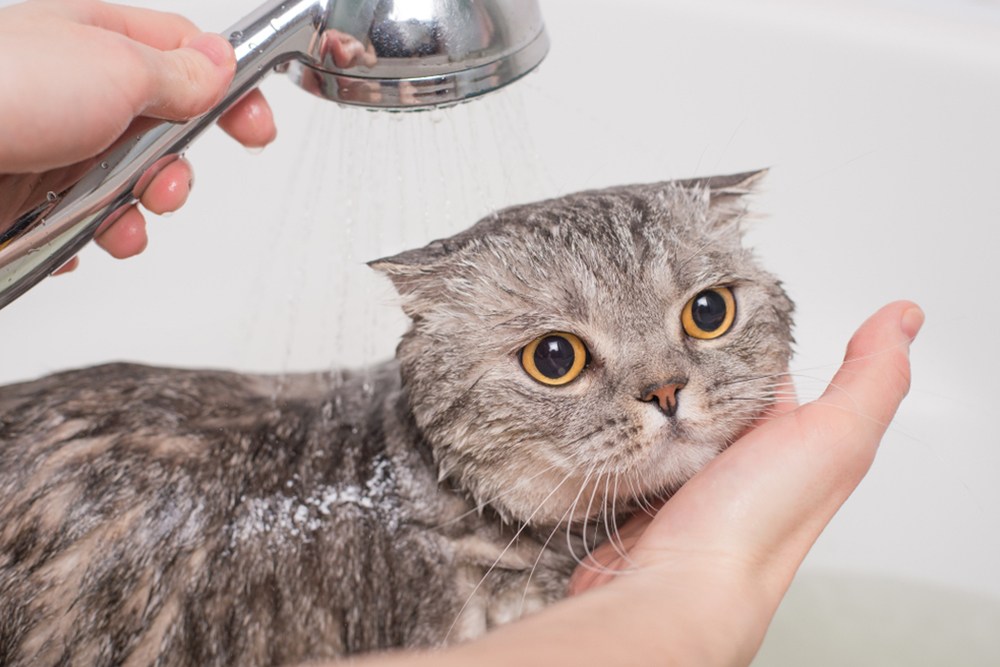 Sữa tắm cho mèo ướt