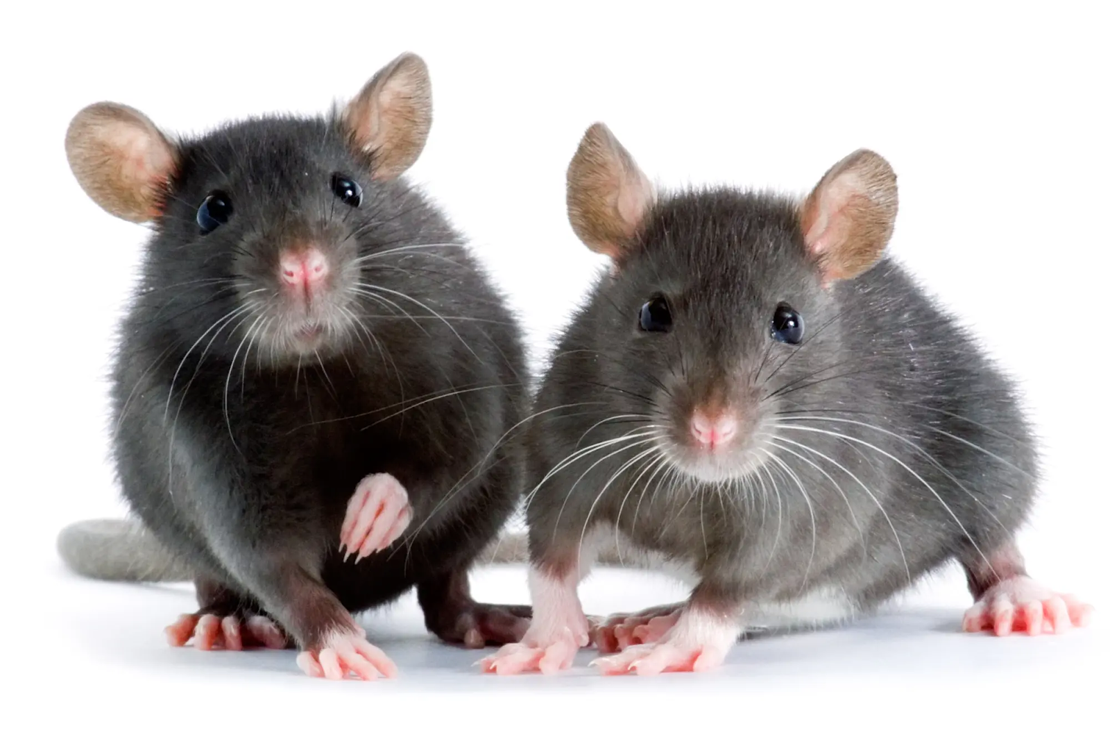 Do Rats Eat Cockroaches