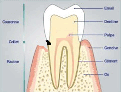 Cariologie