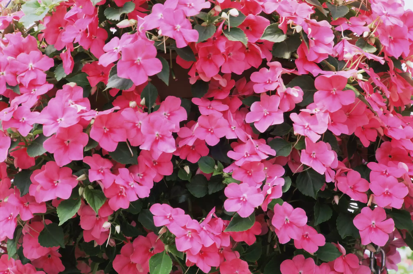 New Guinea Impatiens by the spruce.com