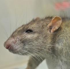 A close up of a rat

Description automatically generated