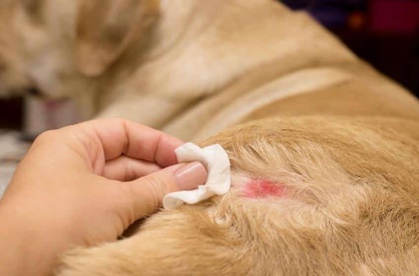 Cách điều trị chó bị viêm da