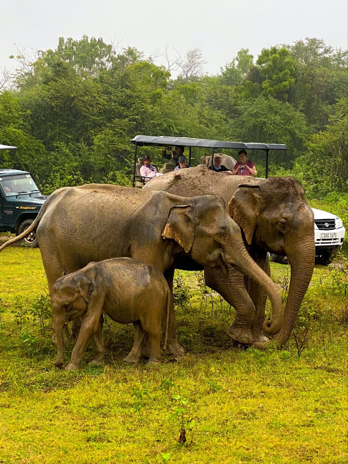 Éléphants du parc national d'Udawalawe