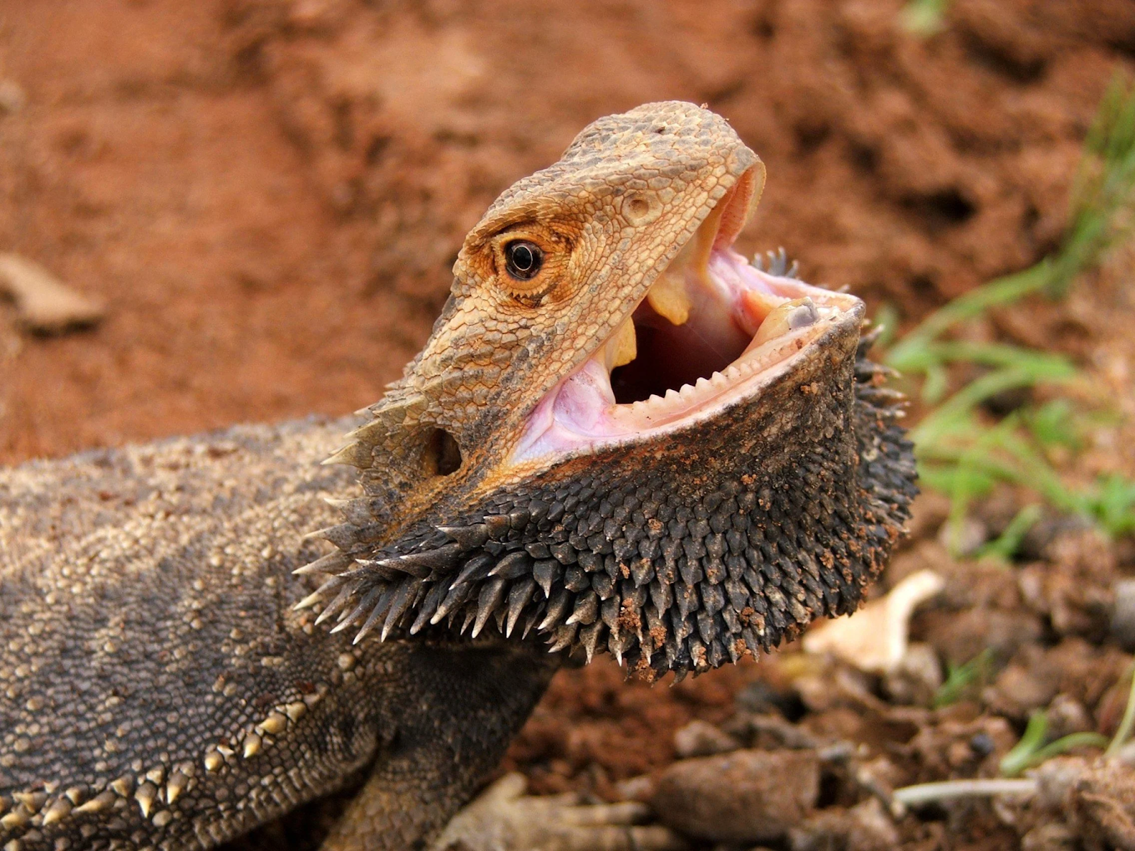 Are Bearded Dragons Aggressive