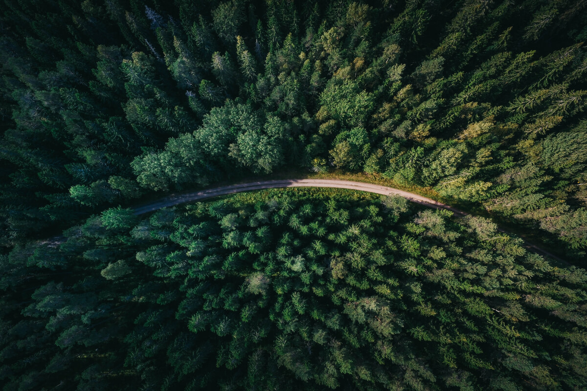 pădure văzută de sus șosea