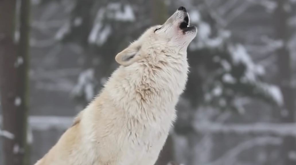 A white wolf howling

Description automatically generated with low confidence