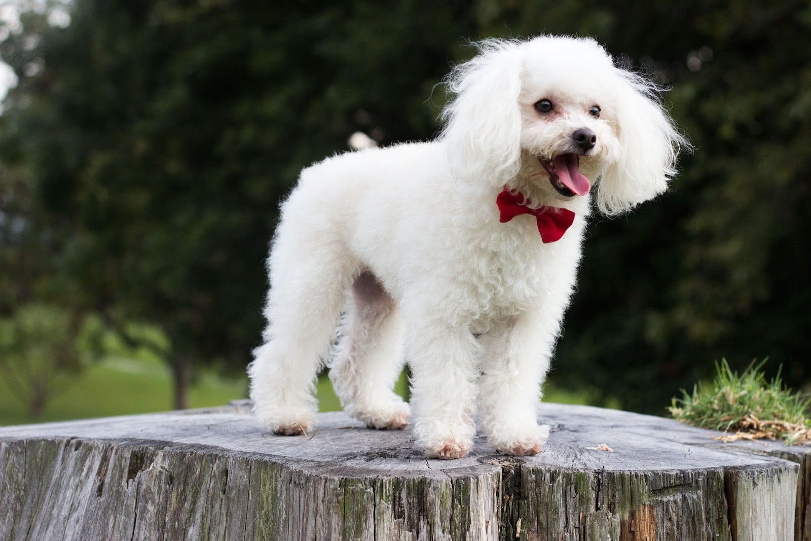 Qual a raça de cachorro mais fiel do mundo?