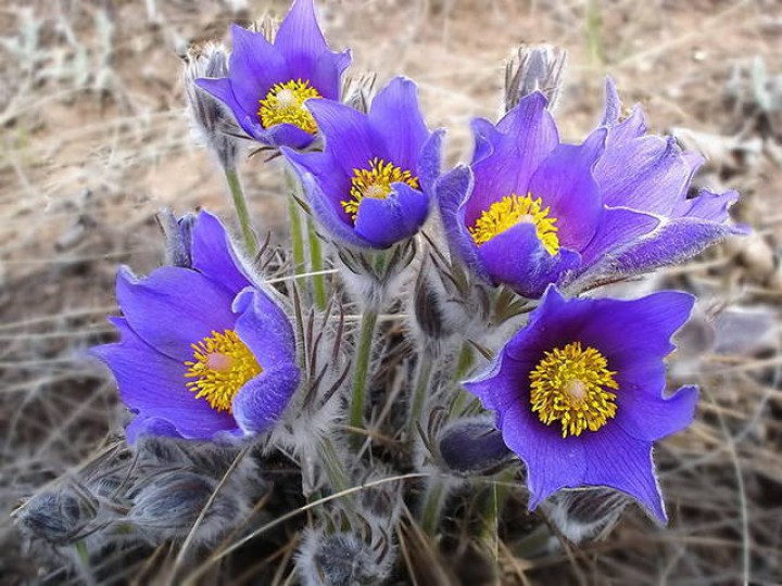 poisonous plants, life-threatening