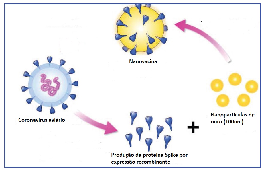 Produção de uma nanovacina para o coronavírus aviário
