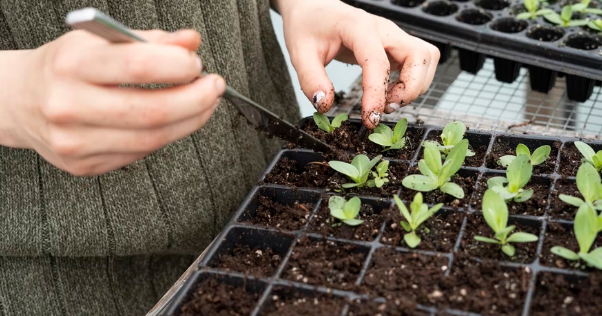 seedlings woman aries gift