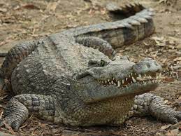 Crocodiles - latest news, breaking stories and comment - The Independent